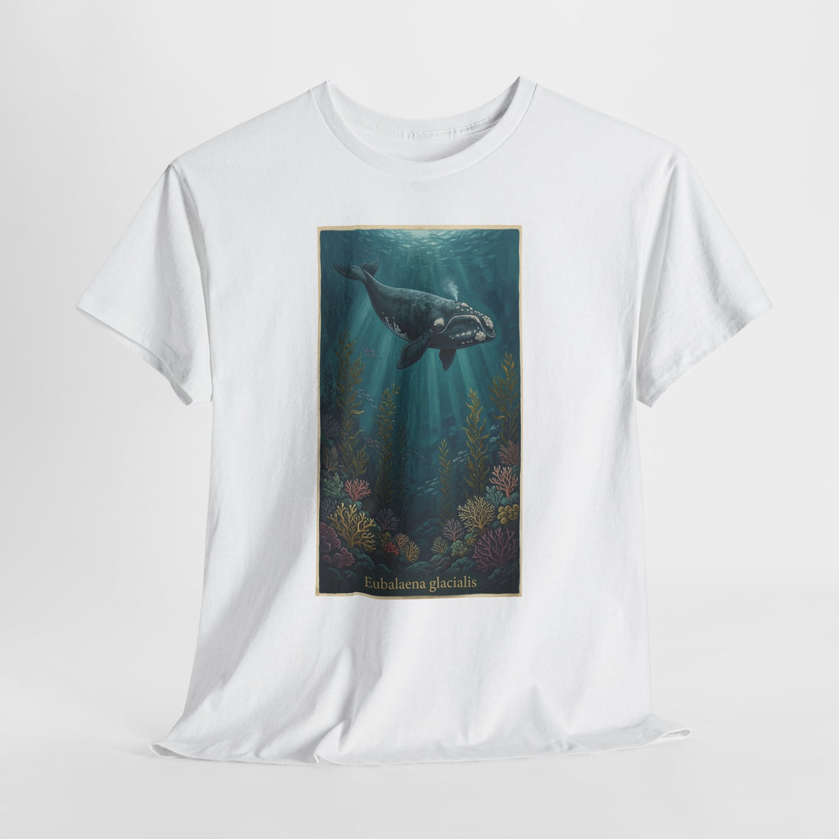 Right whale t-shirt with a vintage North Atlantic right whale (Eubalaena glacialis) over kelp and coral